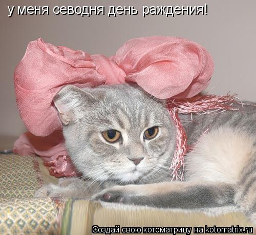 Котоматрица: у меня севодня день раждения!
