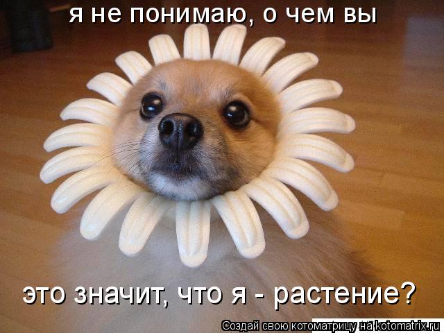 Котоматрица: я не понимаю, о чем вы это значит, что я - растение?