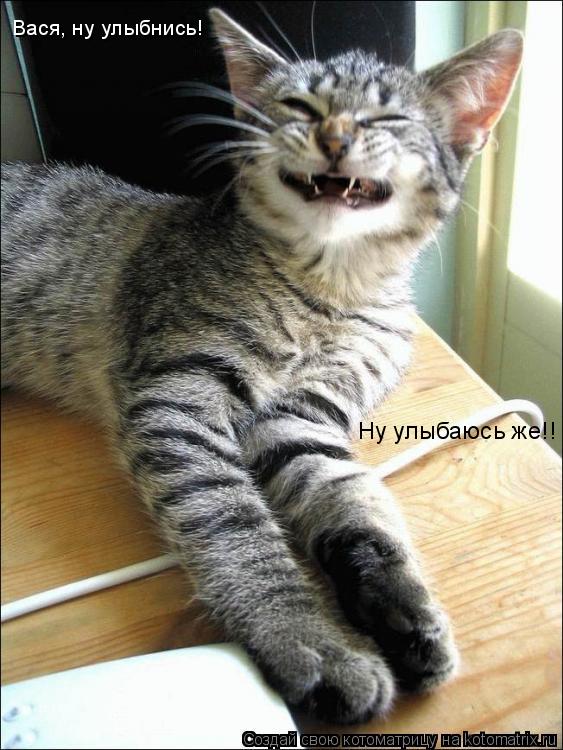 Котоматрица: Вася, ну улыбнись! Ну улыбаюсь же!!