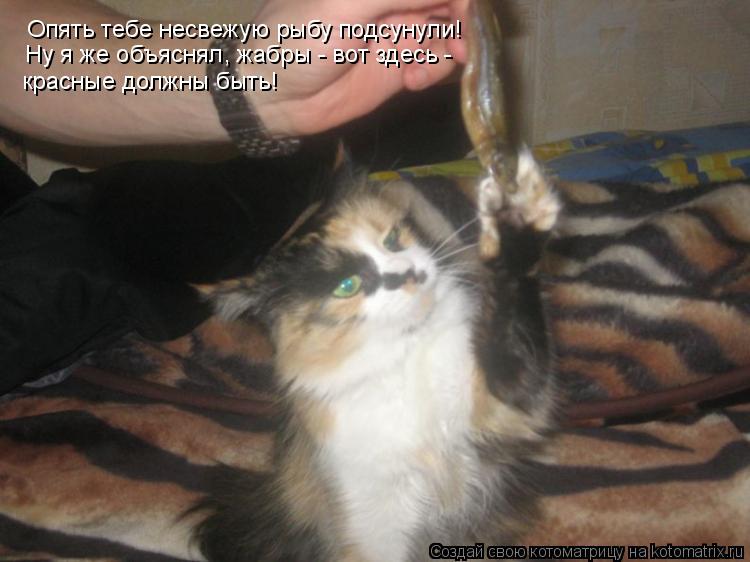 Котоматрица: Опять тебе несвежую рыбу подсунули!  Ну я же объяснял, жабры - вот здесь -  красные должны быть!