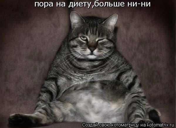 Котоматрица: пора на диету,больше ни-ни