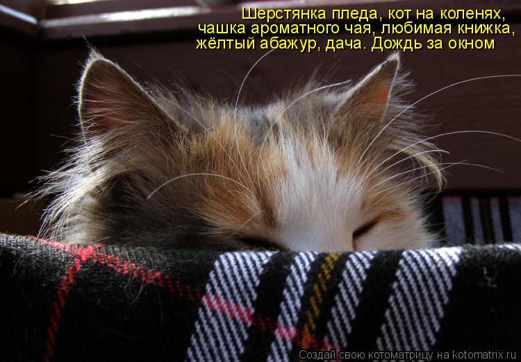 Шерстянка пледа, кот на коленях, чашка ароматного чая, любимая книжка, жёлтый абажур, дача. Дождь за... Котоматрица: Шерстянка пледа, кот на коленях, чашка ароматного чая, любимая книжка, жёлтый абажур, дача. Дождь за окном