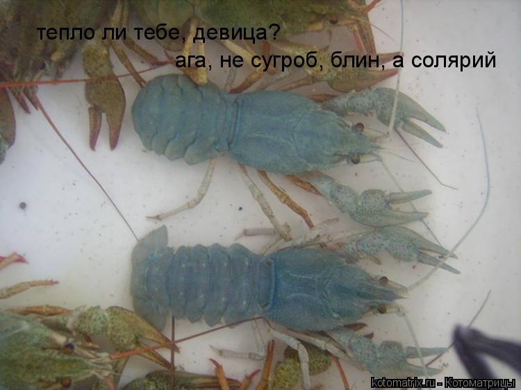 Котоматрица: тепло ли тебе, девица? ага, не сугроб, блин, а солярий