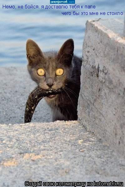 Котоматрица: Немо, не бойся. я доставлю тебя к папе  чего бы это мне не стоило.