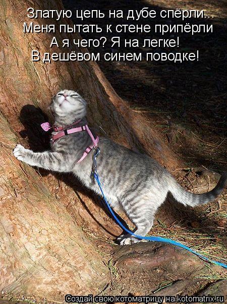 Златую цепь на дубе спёрли... Меня пытать к стене припёрли А я чего? Я на легке! В дешёвом синем пово... Котоматрица: Златую цепь на дубе спёрли... Меня пытать к стене припёрли А я чего? Я на легке! В дешёвом синем поводке!