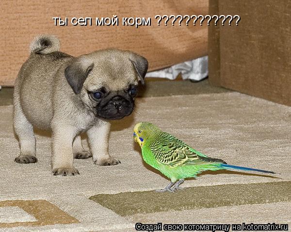ты сел мой корм ????????????... Котоматрица: ты сел мой корм ????????????