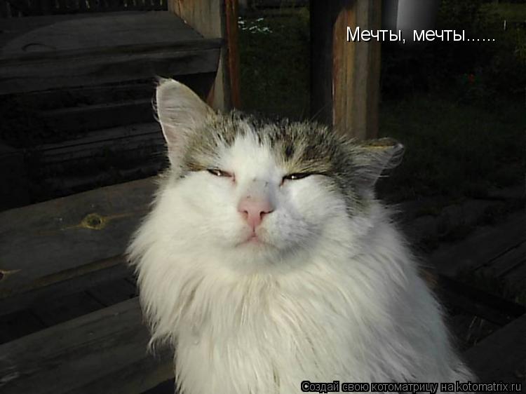 Мечты, мечты......... Котоматрица: Мечты, мечты......