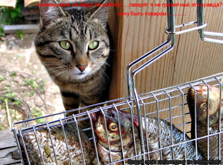 Котоматрица: пачему меня не берут на работу?....гаварят я не граматный,эта правда? хачу быть поваром.............