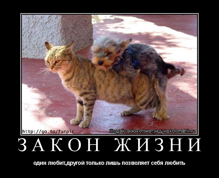 Котоматрица: закон жизни один любит,другой только лишь позволяет себя любить