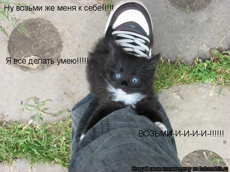 Котоматрица: Ну возьми же меня к себе!!!!! Я все делать умею!!!!!  ВОЗЬМИ-И-И-И-И-!!!!!!