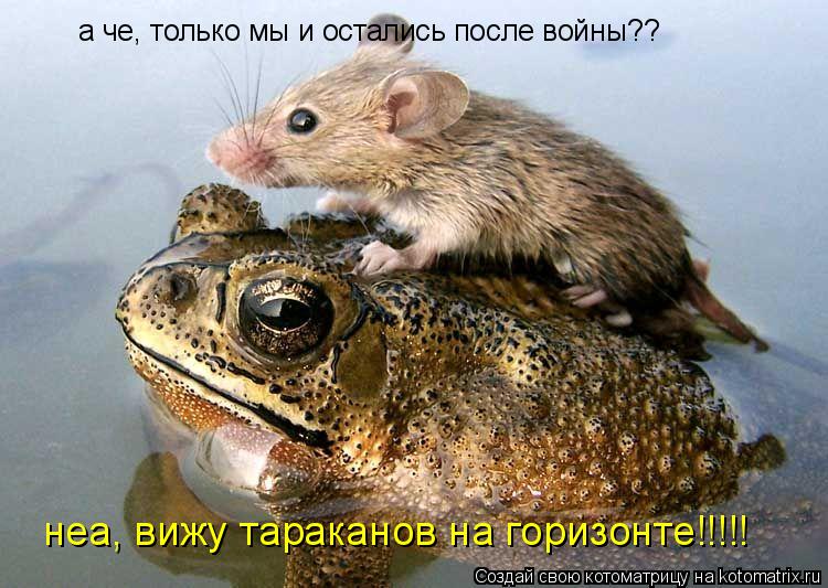 Котоматрица: а че, только мы и остались после войны?? неа, вижу тараканов на горизонте!!!!!