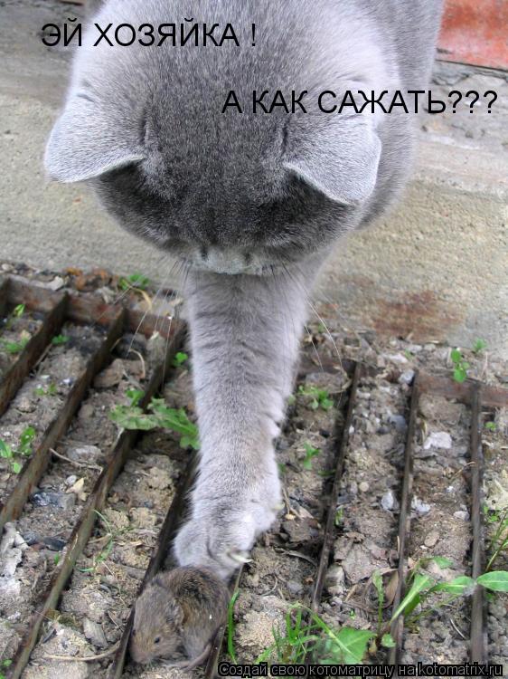 ЭЙ ХОЗЯЙКА ! А КАК САЖАТЬ???... Котоматрица: ЭЙ ХОЗЯЙКА ! А КАК САЖАТЬ???