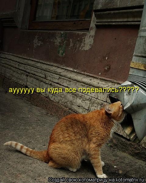 Котоматрица: ауууууу вы куда все подевались?????