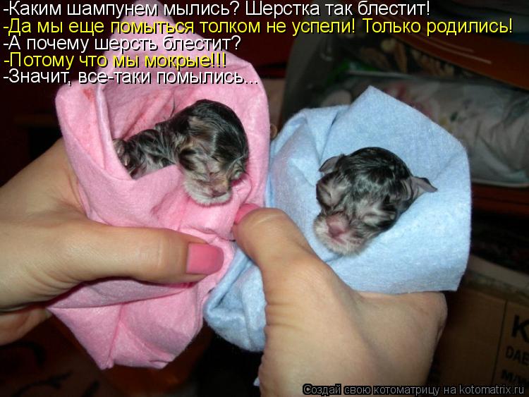 Котоматрица: -Каким шампунем мылись? Шерстка так блестит! -Да мы еще помыться толком не успели! Только родились! -А почему шерсть блестит? -Потому что мы мо