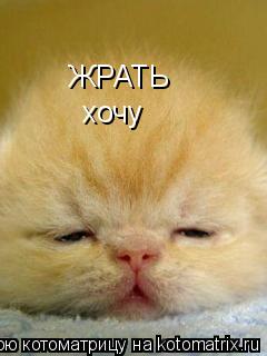 Котоматрица: ЖРАТЬ хочу