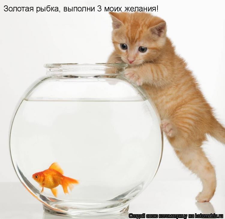 Золотая рыбка, выполни 3 моих желания!... Котоматрица: Золотая рыбка, выполни 3 моих желания!