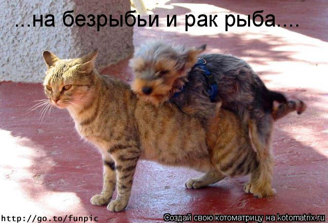 Котоматрица: ...на безрыбьи и рак рыба....