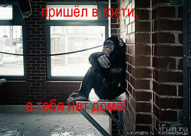Котоматрица: пришёл в гости, а тебя нет дома!