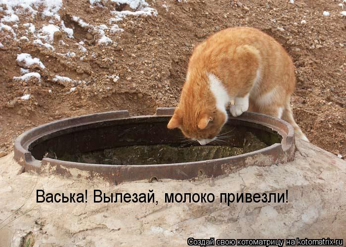 Котоматрица: Васька! Вылезай, молоко привезли!