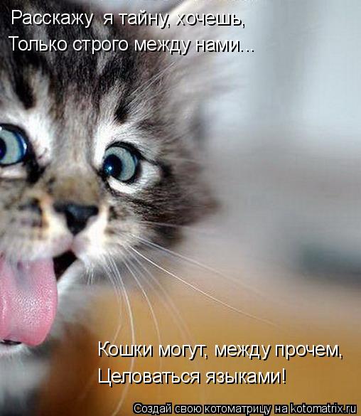 Котоматрица: Расскажу  я тайну, хочешь, Только строго между нами... Кошки могут, между прочем, Целоваться языками!
