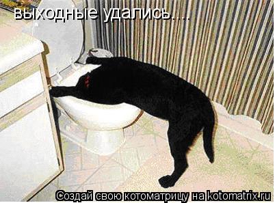 Котоматрица: выходные удались....