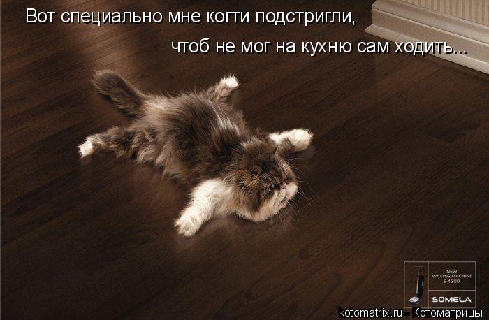 Котоматрица: чтоб не мог на кухню сам ходить... Вот специально мне когти подстригли,