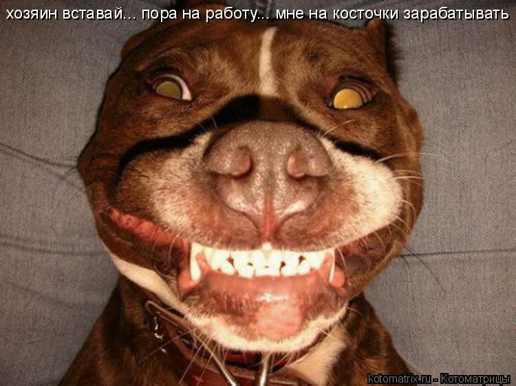 Котоматрица: хозяин вставай... пора на работу... мне на косточки зарабатывать