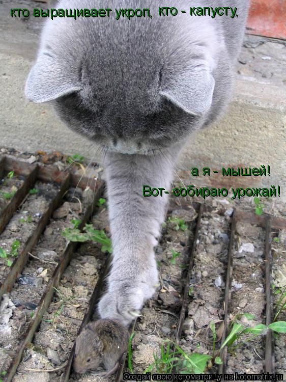 кто выращивает укроп, кто - капусту, а я - мышей! Вот- собираю урожай!... Котоматрица: кто выращивает укроп, кто - капусту, а я - мышей! Вот- собираю урожай!
