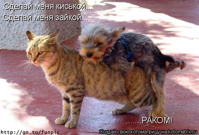 Котоматрица: Сделай меня киськой... Сделай меня зайкой... .......РАКОМ!