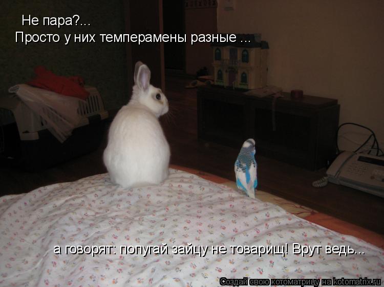 Котоматрица: а говорят: попугай зайцу не товарищ! Врут ведь... Не пара?... Просто у них темперамены разные ...