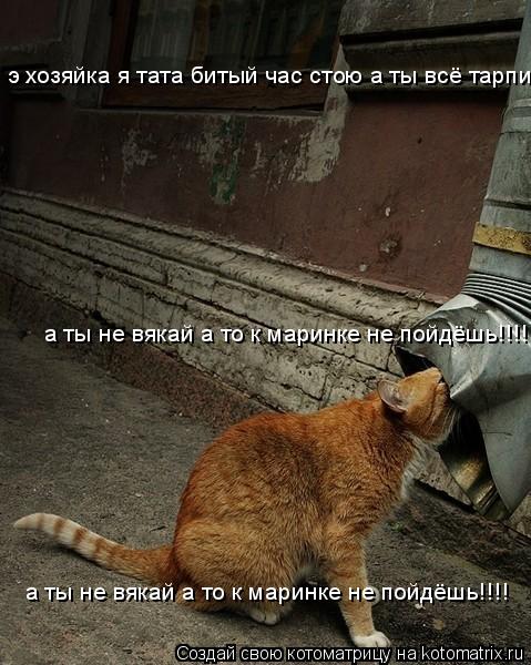 Котоматрица: э хозяйка я тата битый час стою а ты всё тарпи ! а ты не вякай а то к маринке не пойдёшь!!!! а ты не вякай а то к маринке не пойдёшь!!!!