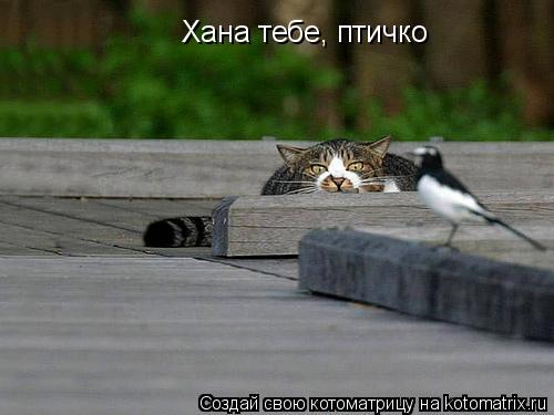 Хана тебе, птичко... Котоматрица: Хана тебе, птичко