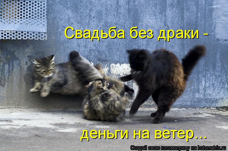 Котоматрица: Свадьба без драки - деньги на ветер...