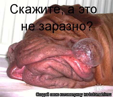 Скажите, а это не заразно?... Котоматрица: Скажите, а это не заразно?
