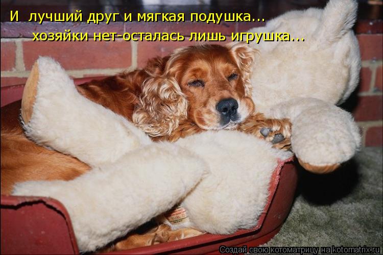 И лучший друг и мягкая подушка... хозяйки нет-осталась лишь игрушка...... Котоматрица: И лучший друг и мягкая подушка... хозяйки нет-осталась лишь игрушка...