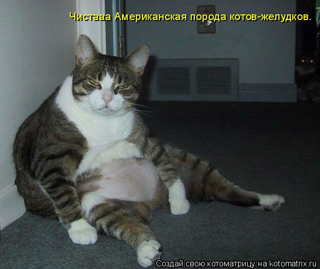 Котоматрица: Чистааа Американская порода котов-желудков.