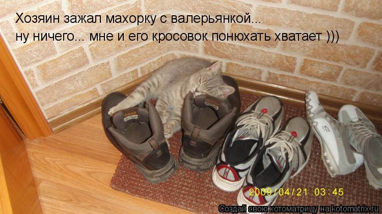 Котоматрица: Хозяин зажал махорку с валерьянкой... ну ничего... мне и его кросовок понюхать хватает )))