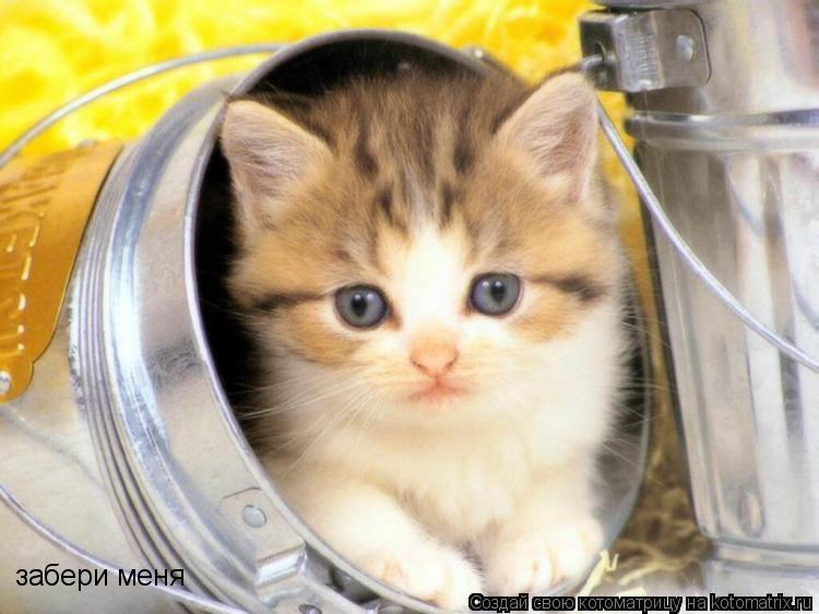 забери меня... Котоматрица: забери меня