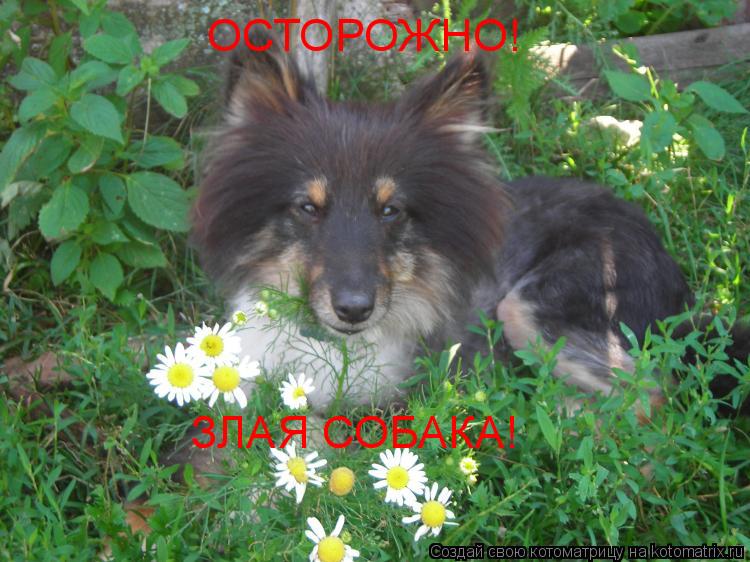 Котоматрица: ОСТОРОЖНО!  ЗЛАЯ СОБАКА!