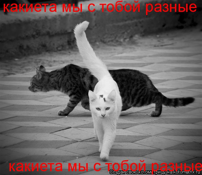 Котоматрица: какиета мы с тобой разные какиета мы с тобой разные
