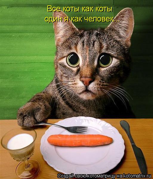 Все коты как коты один я как человек...... Котоматрица: Все коты как коты один я как человек...