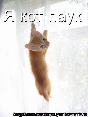 Котоматрица: Я кот-паук