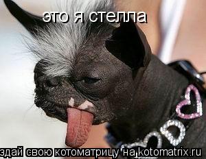 Котоматрица: это я стелла