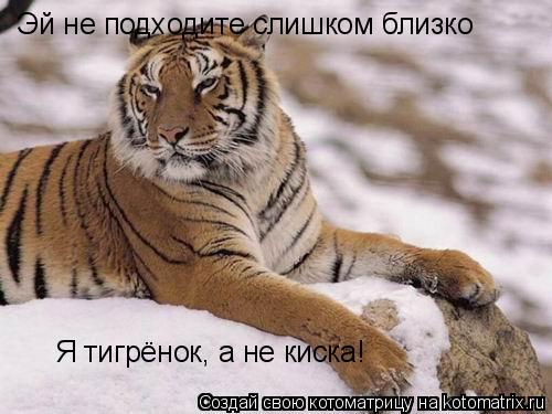 Котоматрица: Эй не подходите слишком близко Я тигрёнок, а не киска!