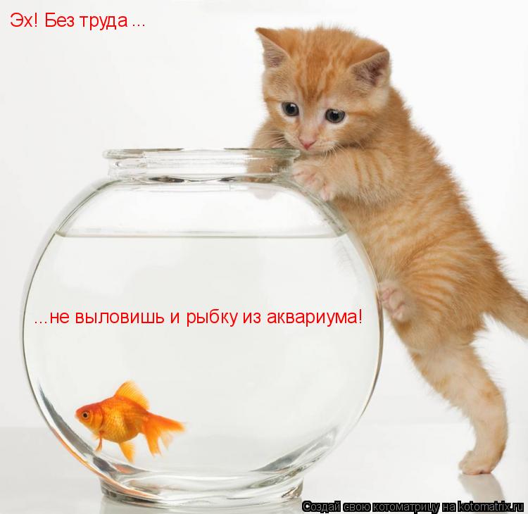 Котоматрица: Эх! Без труда ...не выловишь и рыбку из аквариума! ...