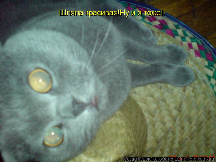 Шляпа красивая!Ну и я тоже!!... Котоматрица: Шляпа красивая!Ну и я тоже!!