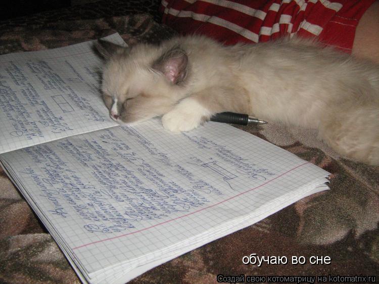 обучаю во сне... Котоматрица: обучаю во сне