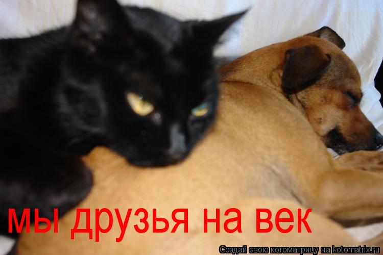 Котоматрица: мы друзья на век