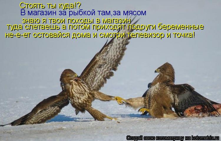 Котоматрица: Стоять ты куда!? В магазин за рыбкой там,за мясом знаю я твои походы в магазин туда слетаешь а потом приходят подруги беременные не-е-ет осто
