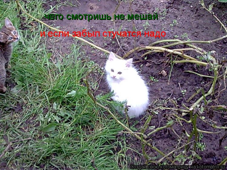 чего смотришь не мешай и если забыл стучатся надо... Котоматрица: чего смотришь не мешай и если забыл стучатся надо